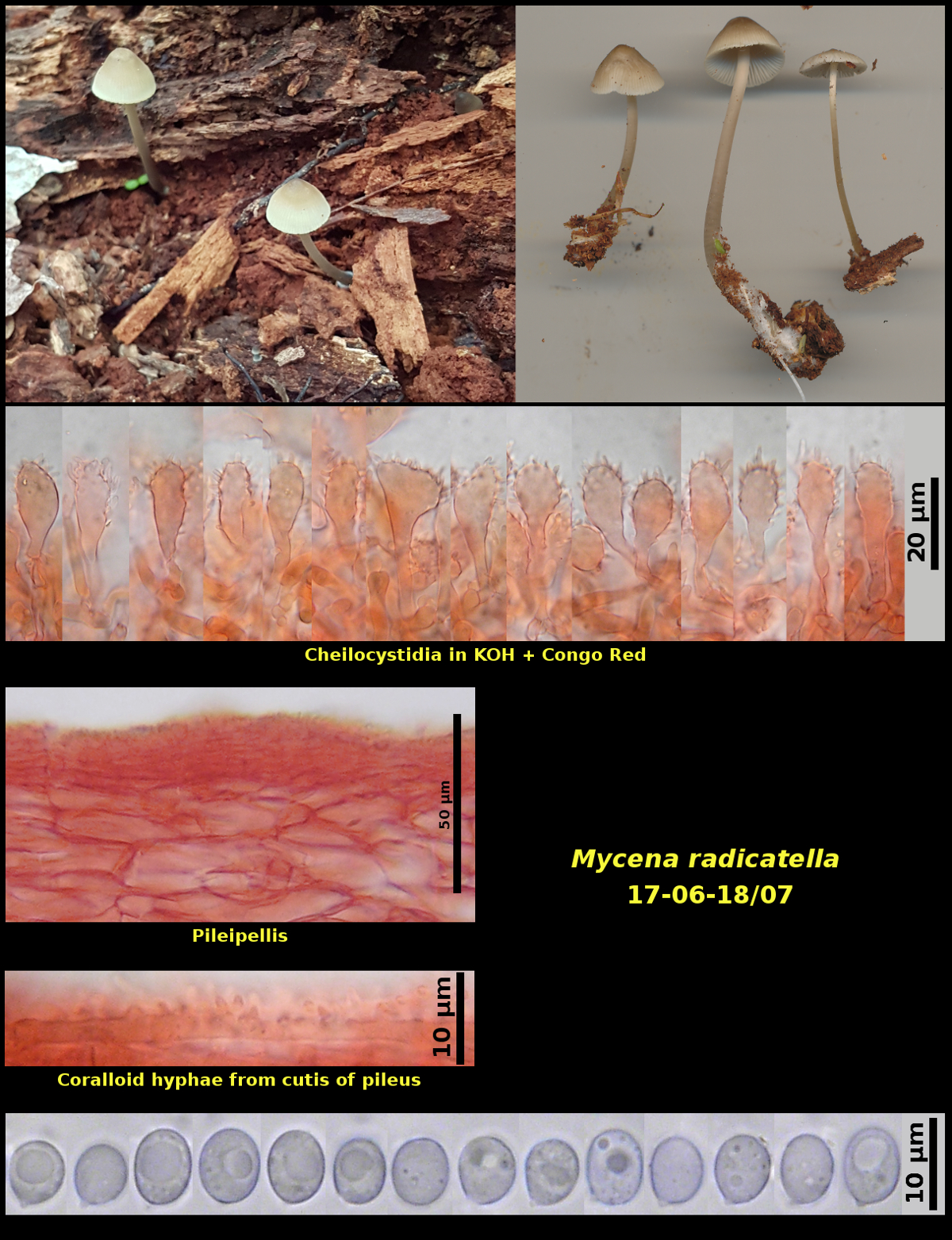 Picture of Mycena radicatella, including basidiomata, pileipellis, cheilocystidia and basidiospores